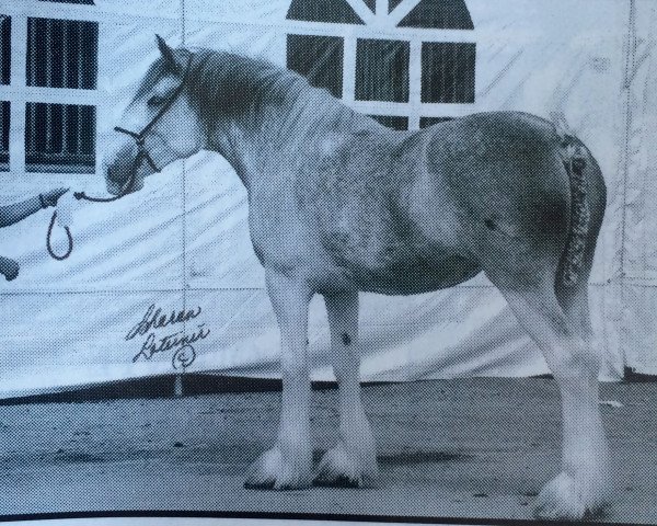 broodmare Cloverbar Amy's Jus'Fine (Clydesdale, 1993, from West Isle Superfine)