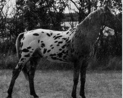 Deckhengst Island Champion (Knabstrupper, 1988, von Island Sunspot)