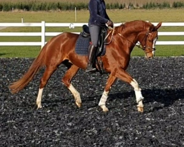 broodmare Feuersteins Wilma (Oldenburg, 2014, from Fuechtels Floriscount OLD)