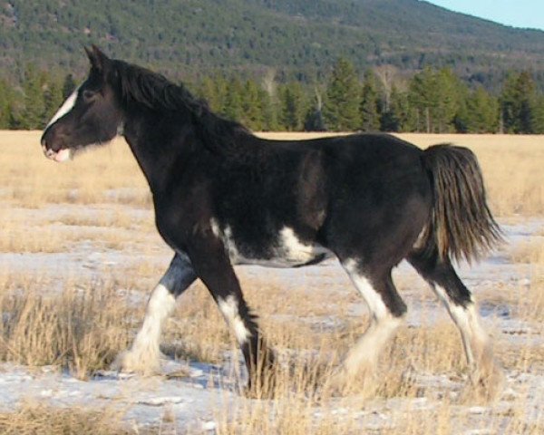 Pferd Cloud's Sweet Sophie (Clydesdale, 2005, von Armageddon's Lord Caleb)