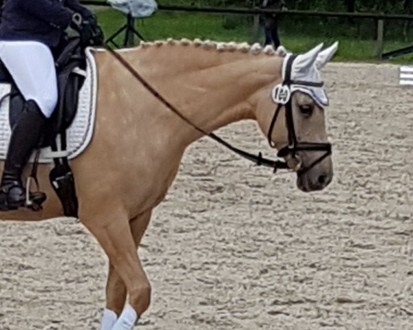 dressage horse Desert Flower 2 (German Riding Pony, 2010, from FS Daddy Cool)