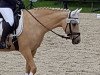 dressage horse Desert Flower 2 (German Riding Pony, 2010, from FS Daddy Cool)