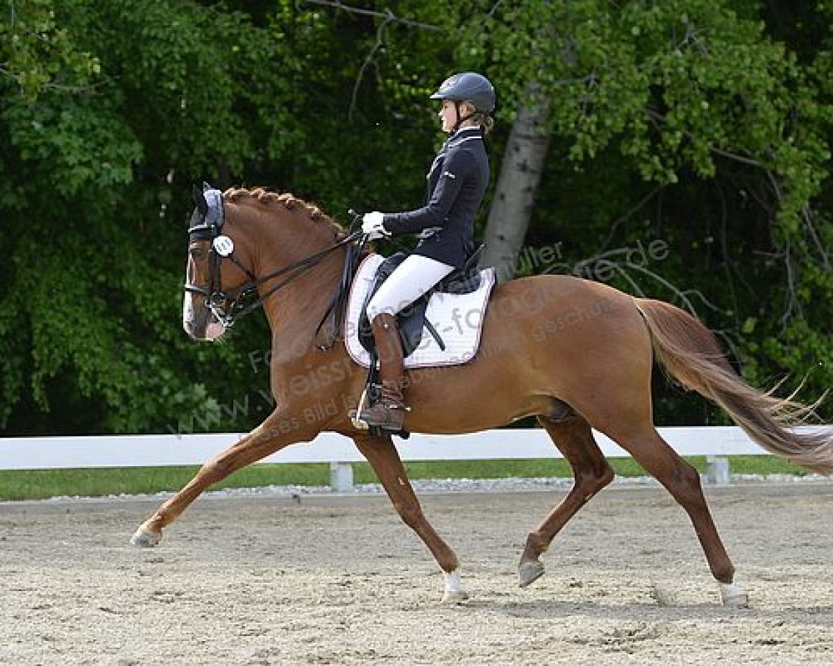dressage horse Estoril 19 (Lusitano, 2009, from Xadrez)