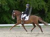 Dressurpferd Estoril 19 (Lusitano, 2009, von Xadrez)