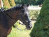 dressage horse Lulu 124 (German Riding Pony, 2008, from Henry)