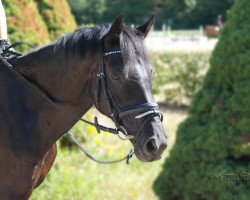 dressage horse Lulu 124 (German Riding Pony, 2008, from Henry)