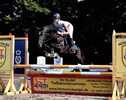 Deckhengst Braaklander Boomerang (Deutsches Reitpony, 2015, von Beautyful Stallion)