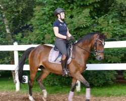 broodmare Voxy (German Riding Pony, 1997, from Blue Star)