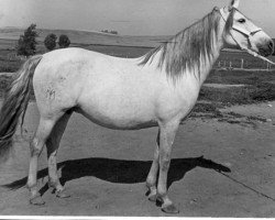 Zuchtstute Berma (Pura Raza Espanola (PRE), 1960, von Juglar)