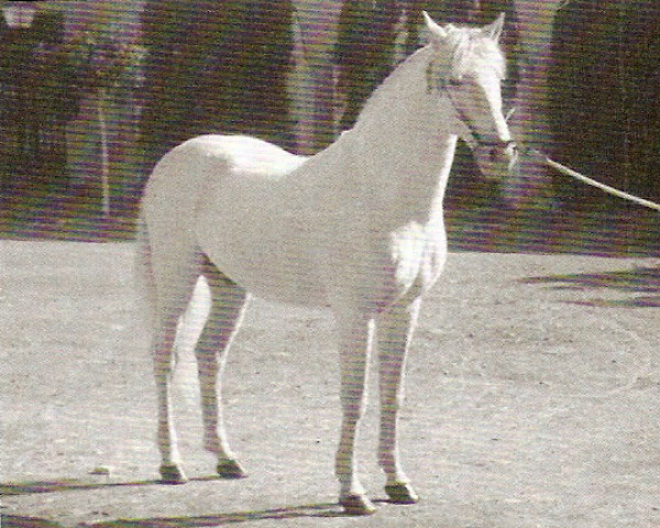 Deckhengst Beque (Pura Raza Espanola (PRE), 1960, von Juglar)