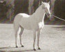 stallion Beque (Pura Raza Espanola (PRE), 1960, from Juglar)