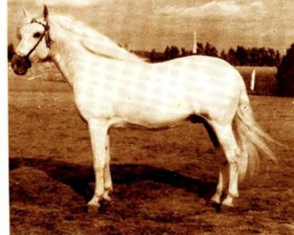 Deckhengst Barquillero X (Pura Raza Espanola (PRE), 1965, von Señalado)