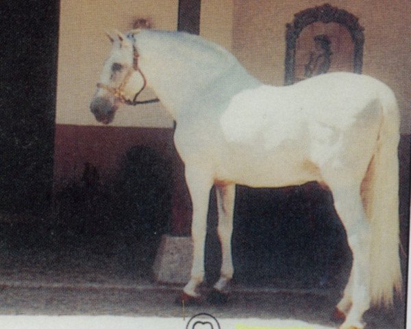 horse Yeclano (Pura Raza Espanola (PRE), 1977, from Hosco)