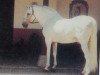 horse Yeclano (Pura Raza Espanola (PRE), 1977, from Hosco)