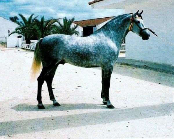 stallion Vencejo (Pura Raza Espanola (PRE), 1979, from Gemelo II)