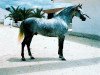 stallion Vencejo (Pura Raza Espanola (PRE), 1979, from Gemelo II)
