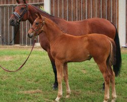 horse Bogdana MBH (Oldenburger, 2012, from Moosbachhof's Peron)