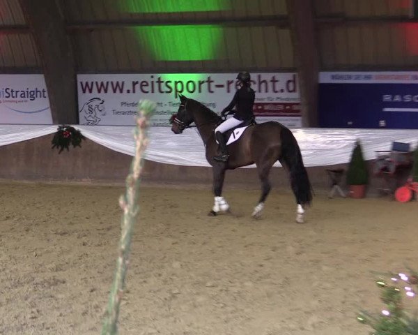 Reitturnier Essen-Stadtwald 2015