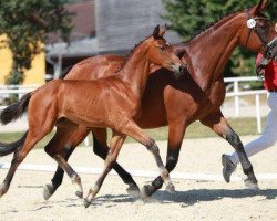 stallion Perino Mbh (Austrian Warmblood, 2015, from Moosbachhof's Peron)