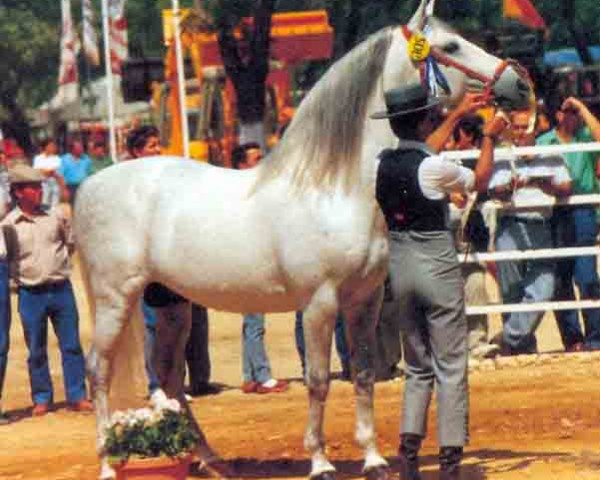 stallion Urdidor (Pura Raza Espanola (PRE), 1977, from Vendaval)