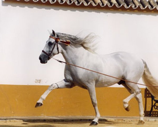 Deckhengst Ambicioso XV (Pura Raza Espanola (PRE), 1998, von Difamado)