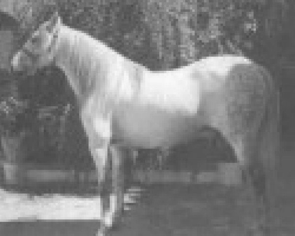 stallion Toledano VI (Pura Raza Espanola (PRE), 1971, from Hosco IV)