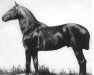 stallion Leporello II (Trakehner, 1889, from The Duke of Edinburgh xx)