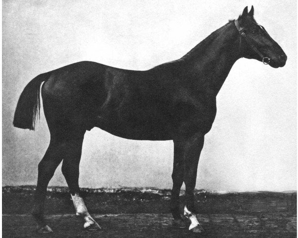 stallion Minnesänger (Trakehner, 1892, from Magyar)