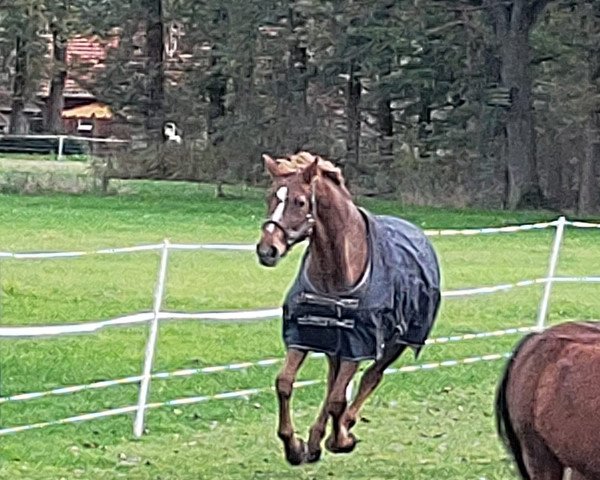 Zuchtstute Waleska (Oldenburger, 1996, von Welton)