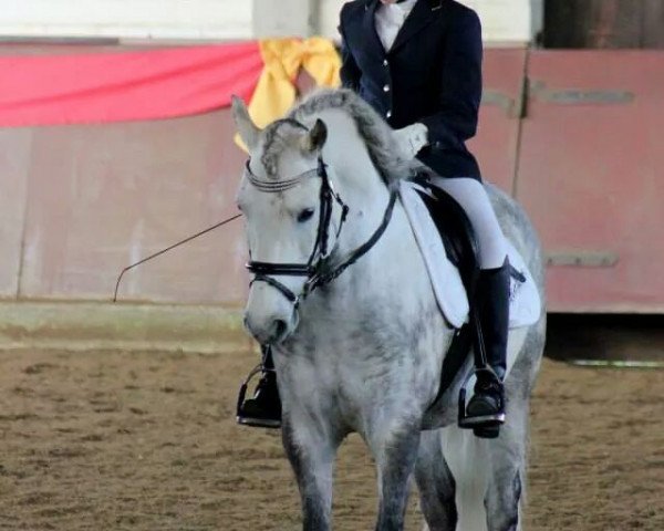 dressage horse Matador von der Geest (Andalusier, 2006)