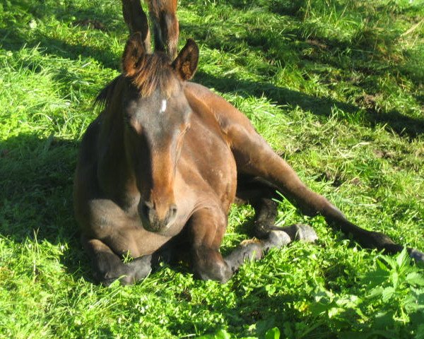 Pferd Whisper (Württemberger, 2006, von Wolkenzug)