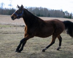 horse Rolfs (Latvian Warmblood, 1997, from Salana-Radiants)