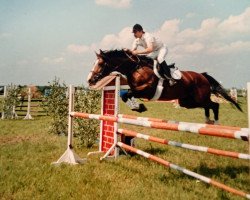 stallion Salana-Radiants (Danish Warmblood, 1989, from Royal Blue)