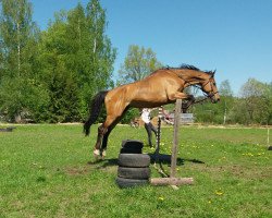 horse Kvarts (Latvian Warmblood, 2006, from Stolpegårdens Castello)