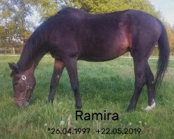 dressage horse Ramira (Hanoverian, 1997, from Regazzoni)