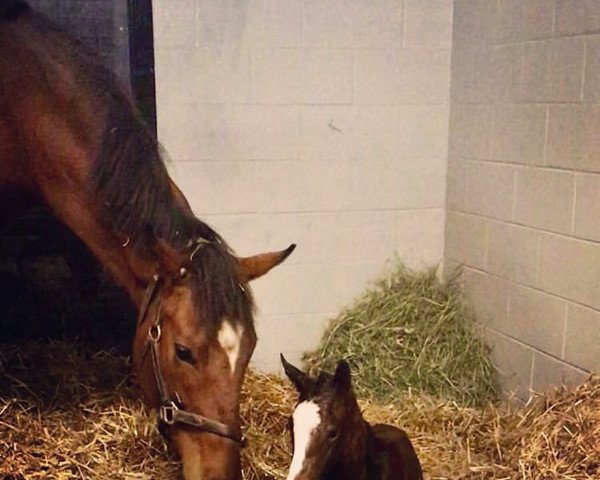 horse Hengst von Justify xx (Thoroughbred, 2020, from Justify xx)