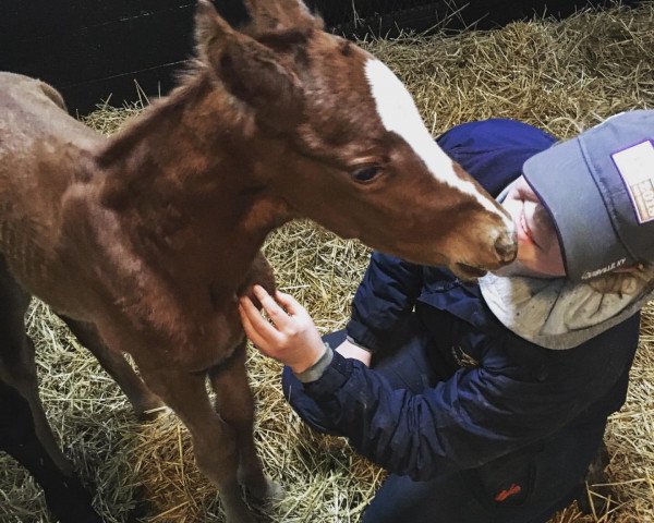 Pferd Fohlen von Jutify xx (Englisches Vollblut, 2020, von Justify xx)