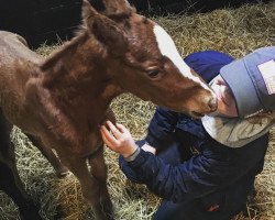 horse Fohlen von Jutify xx (Thoroughbred, 2020, from Justify xx)