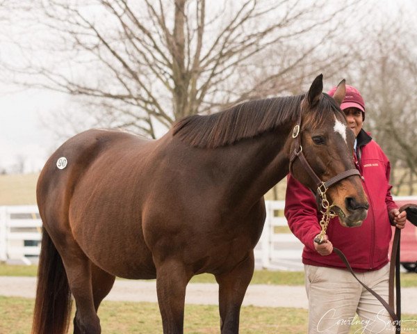 broodmare Tizso xx (Thoroughbred, 1995, from Cee's Tizzy xx)