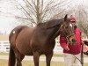 broodmare Tizso xx (Thoroughbred, 1995, from Cee's Tizzy xx)