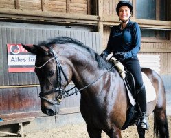 dressage horse Flash-Dance 7 (Westphalian, 2010, from Flanagan)