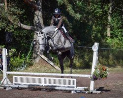 horse Perkins Lady (Latvian Warmblood, 2015, from Pilot)