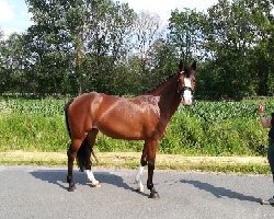 Zuchtstute Velvet Dream D (Deutsches Reitpony, 2014, von Vasco)