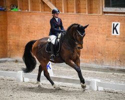 dressage horse Connecticut (Hanoverian, 2010, from Conteur)