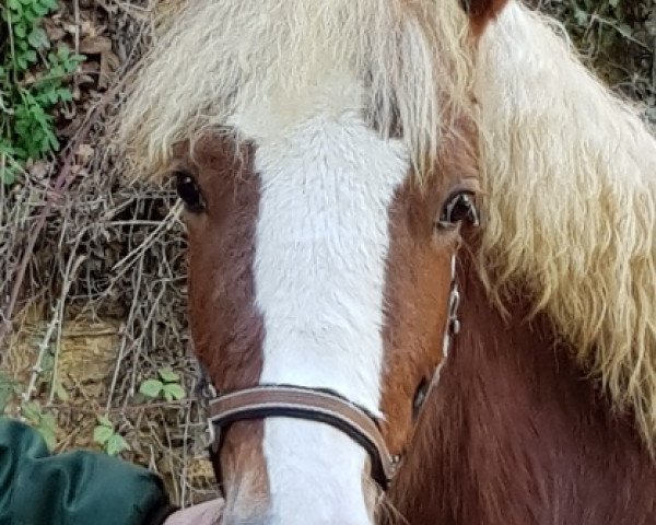 Pferd First Lady (Schwarzwälder Kaltblut, 2019, von Dachsbub)