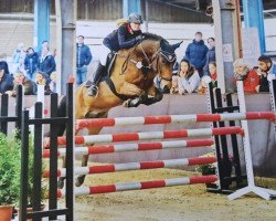 jumper El Sharuk (German Riding Pony, 2007, from El Zaragat ox)