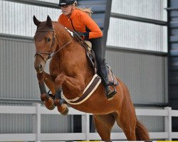 dressage horse Dortmunde (Latvian Warmblood, 2015, from Daramis)