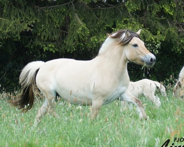 broodmare Tiara (Fjord Horse, 2016, from Mr. Tveiten N.2591)