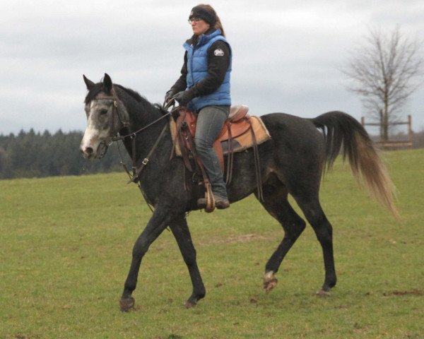 Pferd Fausto (Vollblutaraber, 2016)