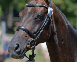 broodmare Skyline (Hanoverian, 2009, from Soliman)